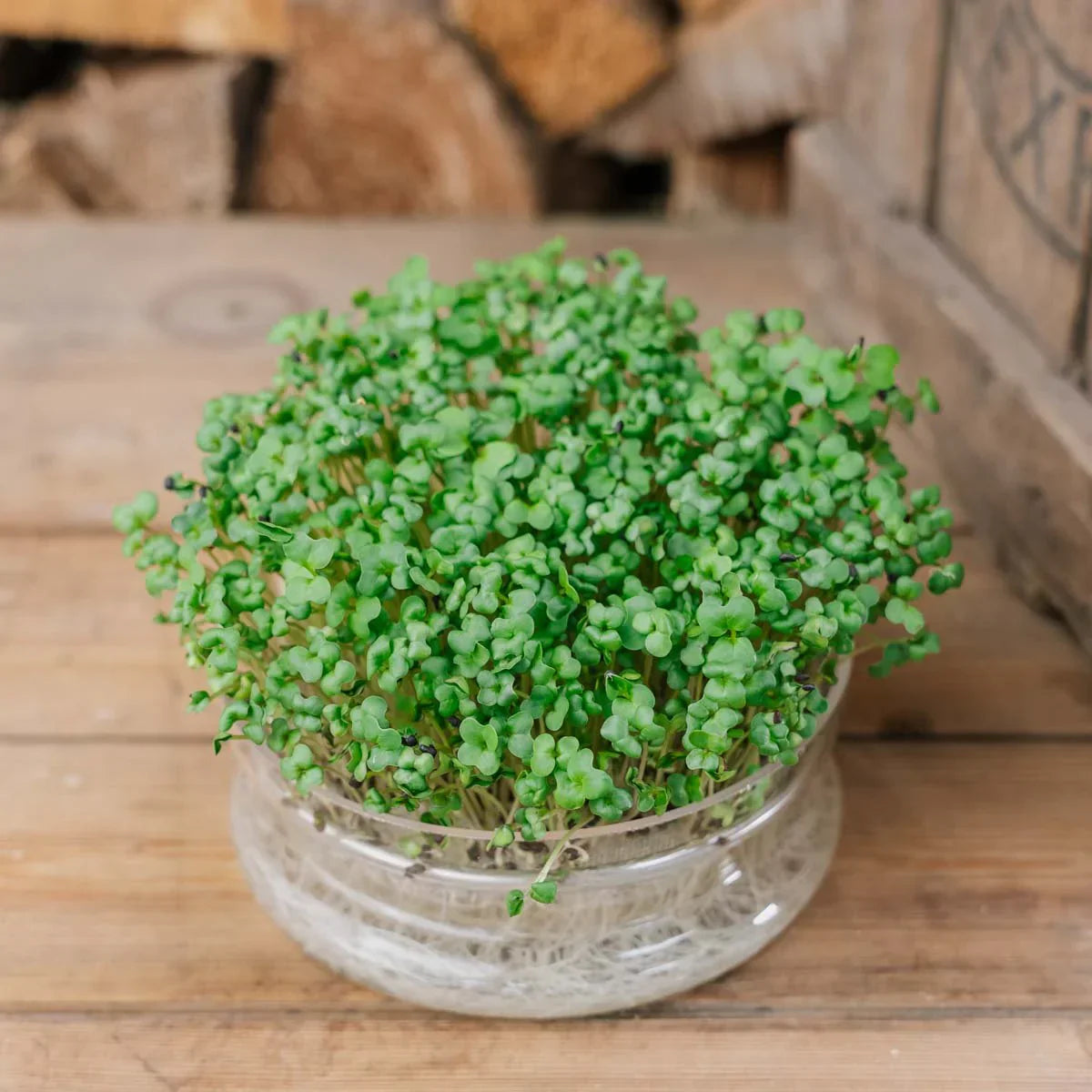 Broccolispirer: De små grønne spirer med stor effekt