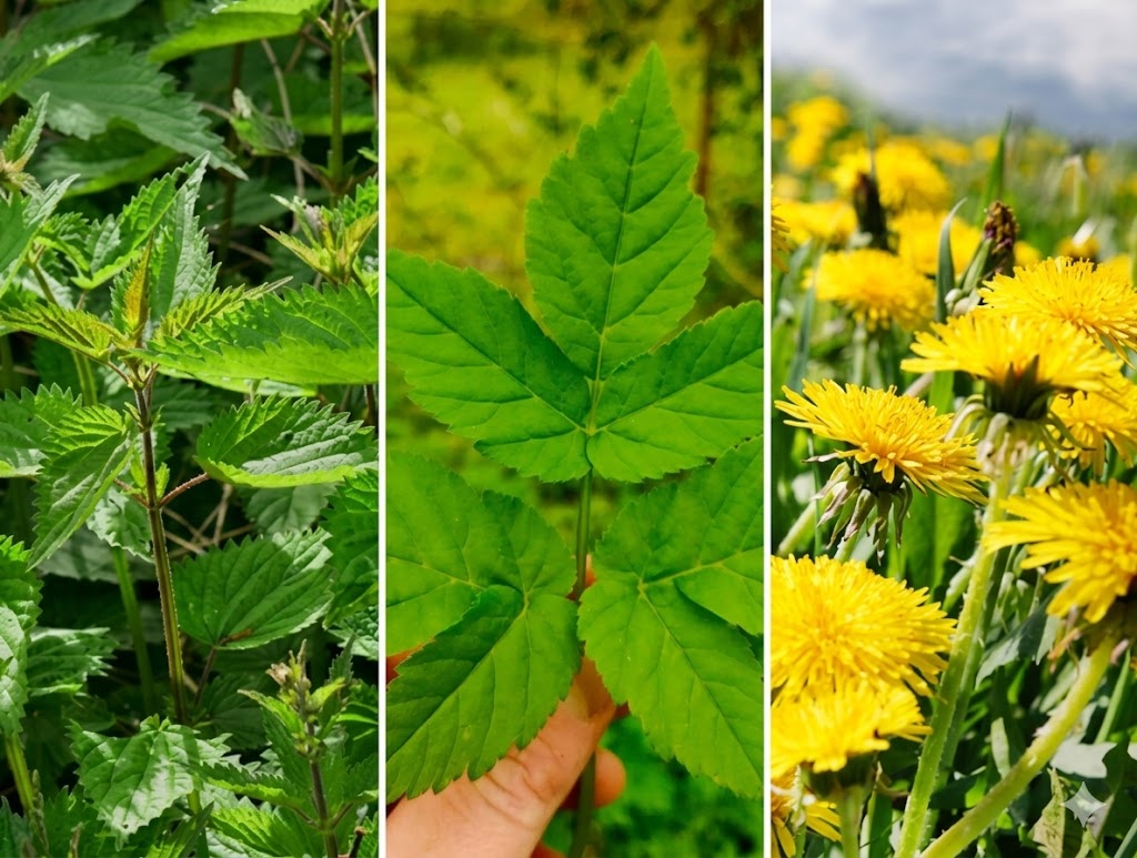 Forårets vilde smoothies